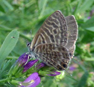 Lang's Short-tailed Blue - Leptotes pirithous © John Muddeman